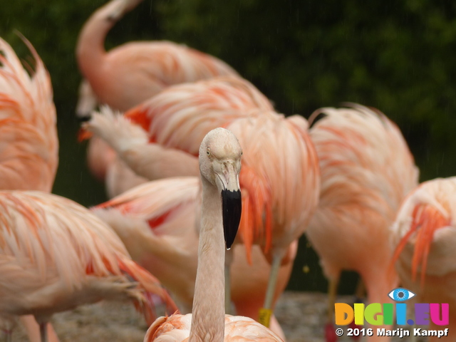 FZ029809 Chilean flamingos (Phoenicopterus chilensis)